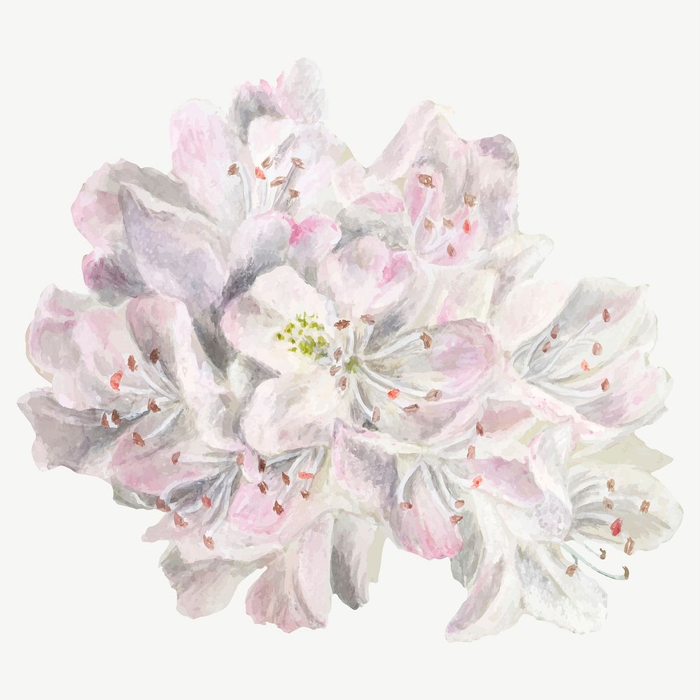 Vintage Rhododendron flower vector illustration floral drawing, remixed from the artworks by Mary Vaux Walcott