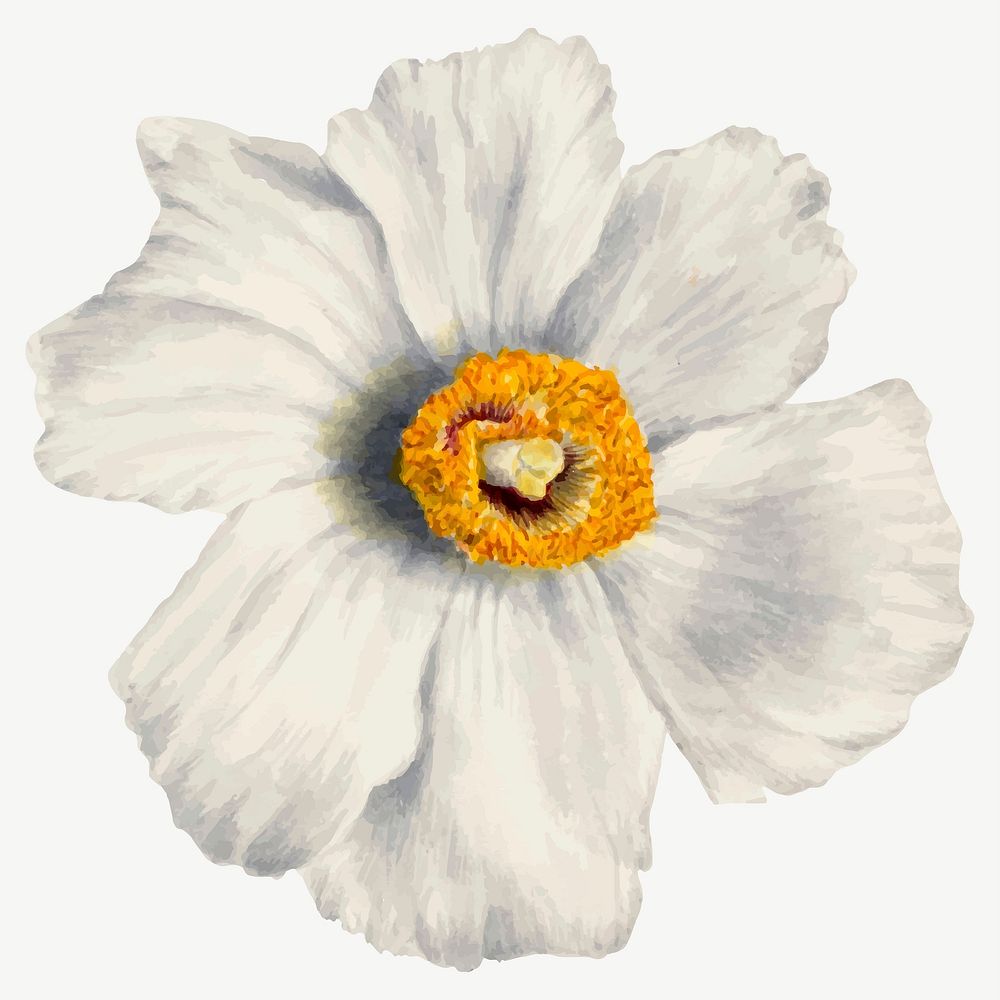 Summer flower Matilija poppies vector illustration, remixed from the artworks by Mary Vaux Walcott
