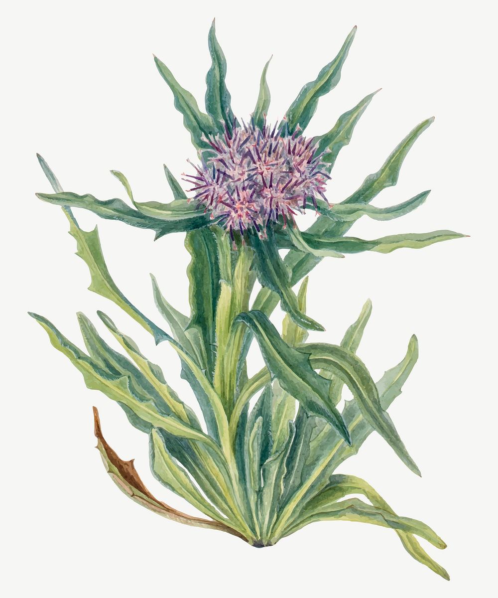 Saussurea flower vector botanical illustration watercolor, remixed from the artworks by Mary Vaux Walcott