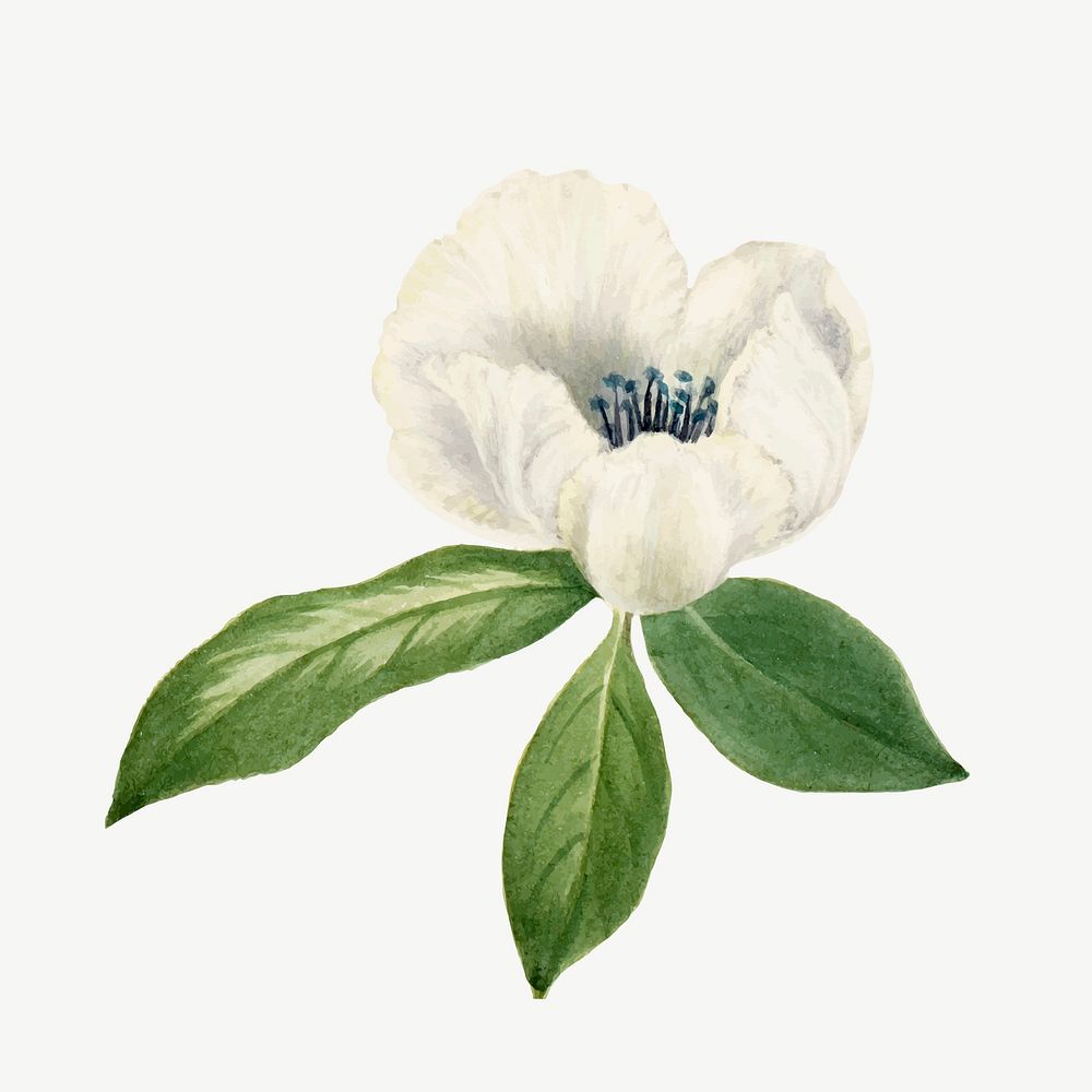 White virginia stewartia vector flower botanical illustration watercolor, remixed from the artworks by Mary Vaux Walcott