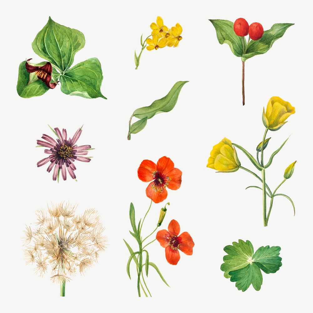 Blooming wild flowers illustration set, remixed from the artworks by Mary Vaux Walcott