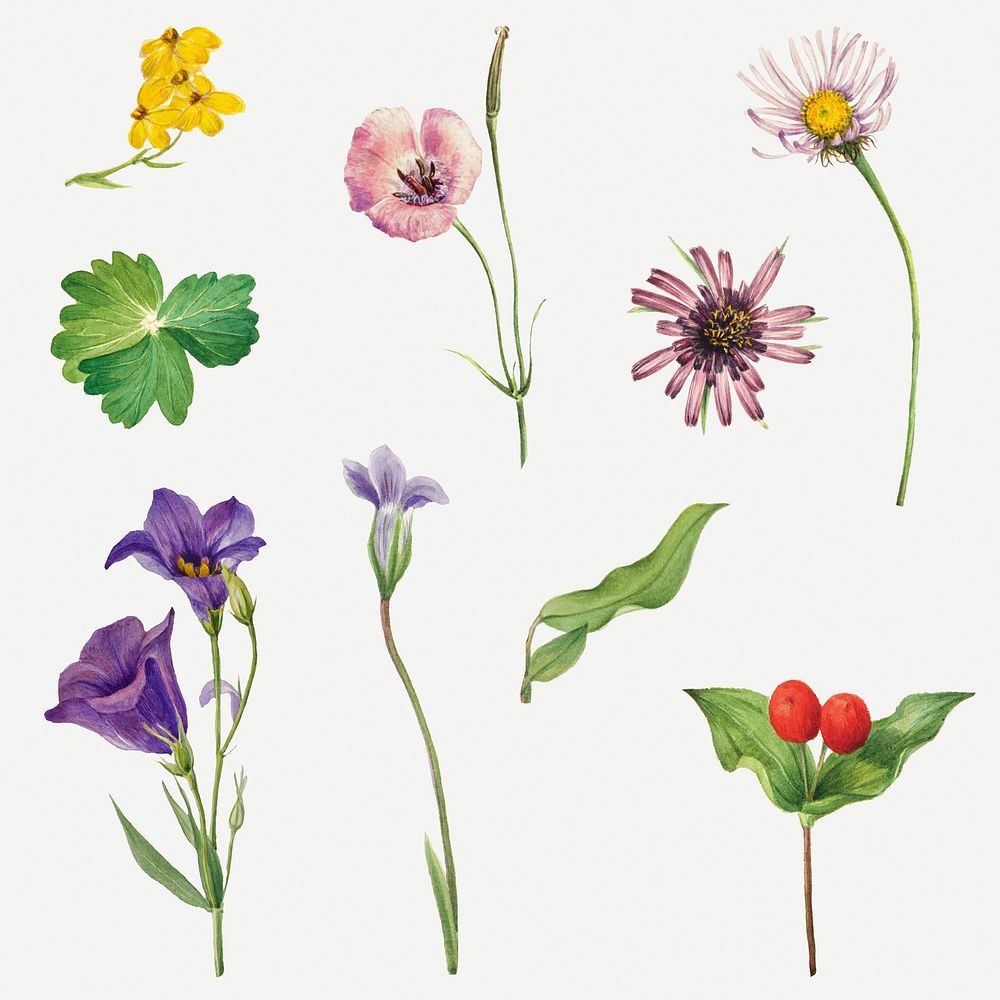 Vintage colorful flowers botanical drawing set, remixed from the artworks by Mary Vaux Walcott