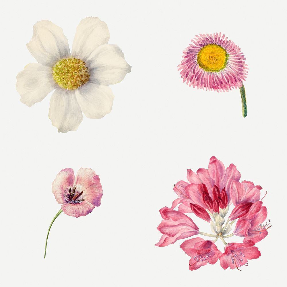 Hand drawn wild flowers floral illustration set, remixed from the artworks by Mary Vaux Walcott