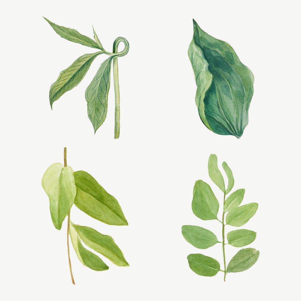 Vintage green leaves illustration vector set, remixed from the artworks by Mary Vaux Walcott