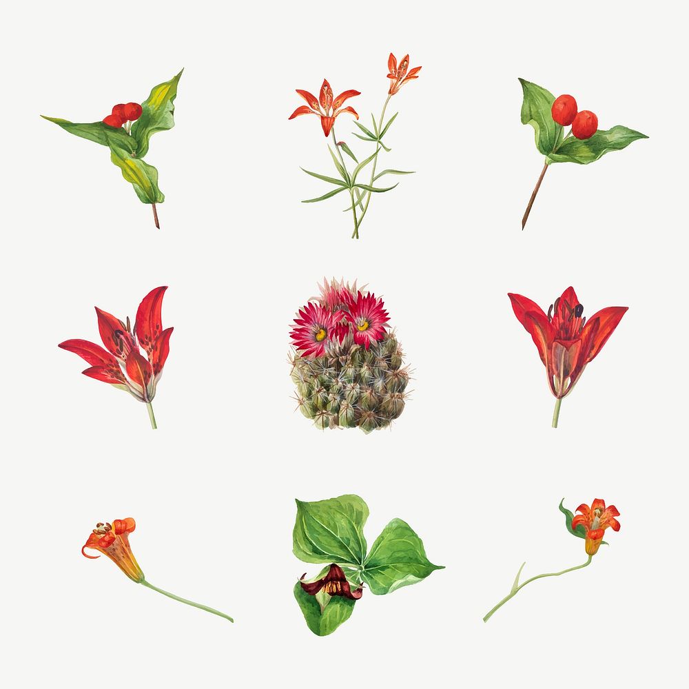 Red, orange and pink flower vector set botanical illustration, remixed from the artworks by Mary Vaux Walcott