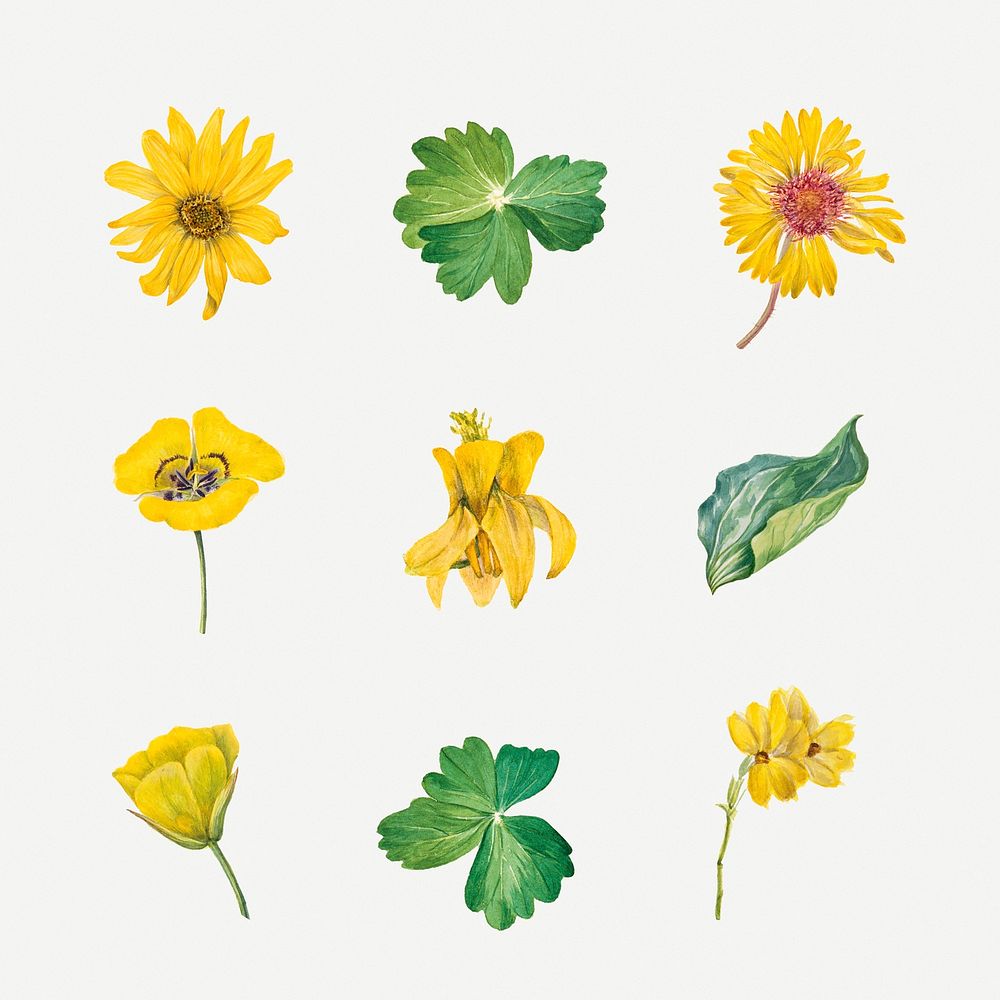 Yellow flowers botanical vintage illustration set, remixed from the artworks by Mary Vaux Walcott