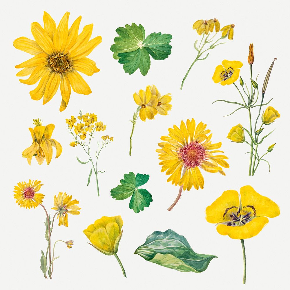 Blooming yellow flowers hand drawn floral illustration set, remixed from the artworks by Mary Vaux Walcott