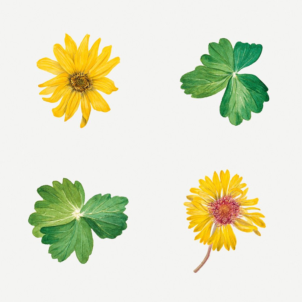 Yellow flowers botanical illustration set, remixed from the artworks by Mary Vaux Walcott