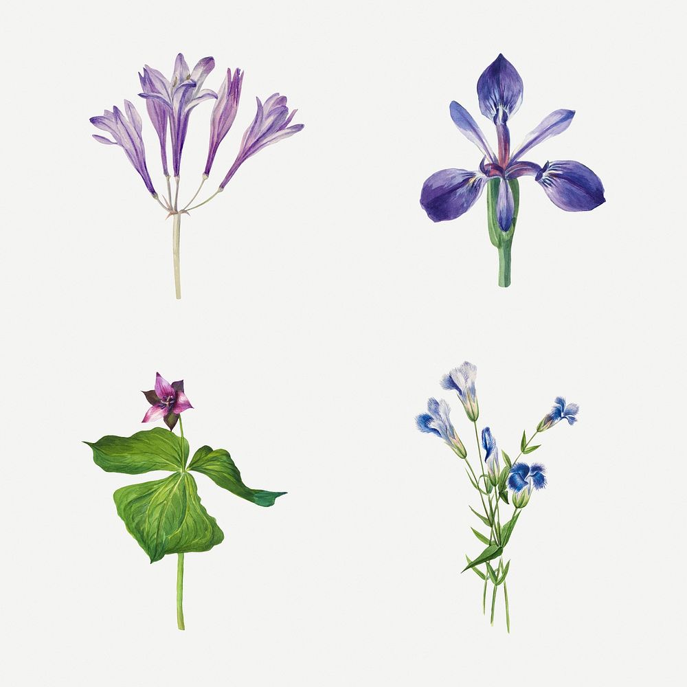 Vintage purple flowers illustration floral drawing set, remixed from the artworks by Mary Vaux Walcott
