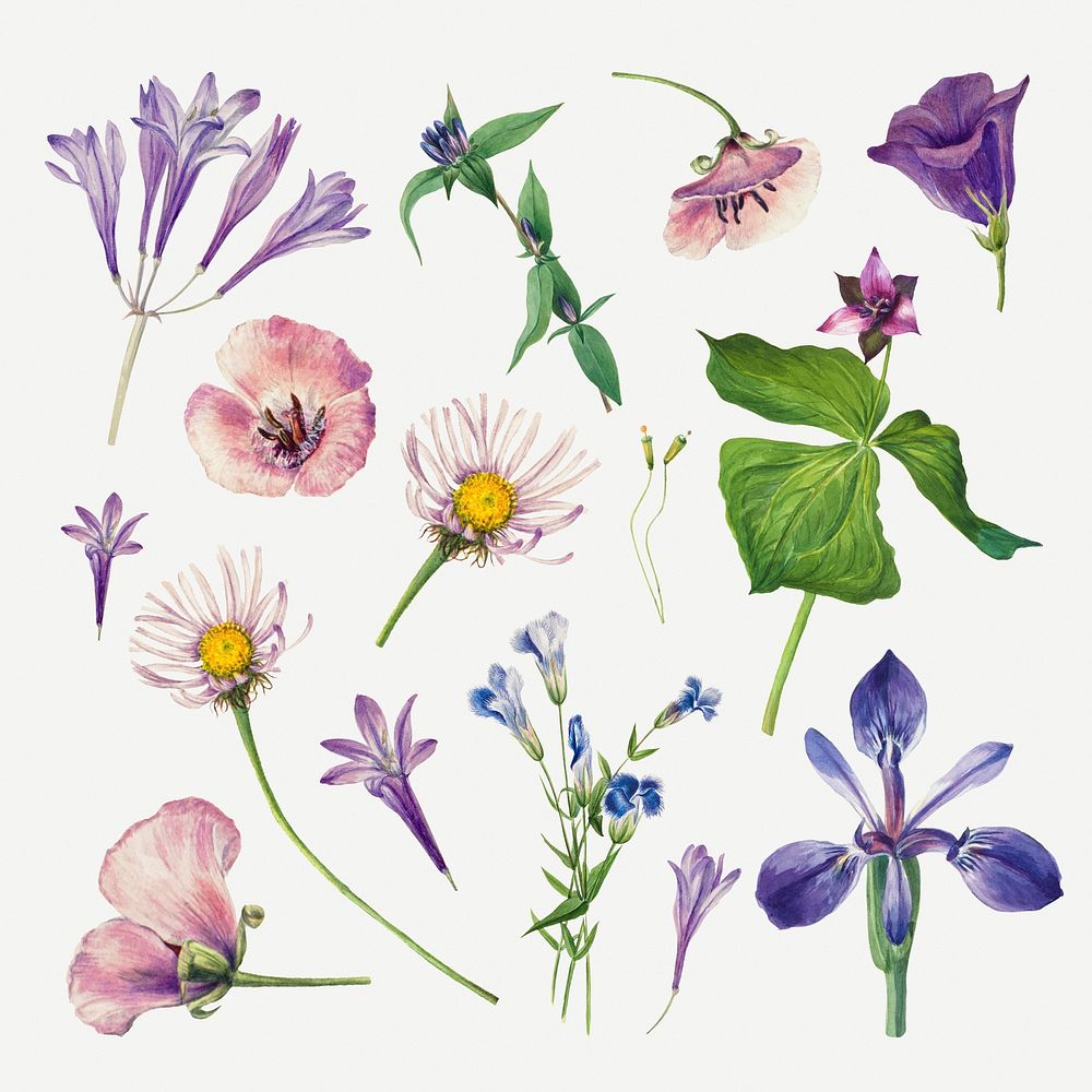 Purple wild plants illustration hand drawn set, remixed from the artworks by Mary Vaux Walcott