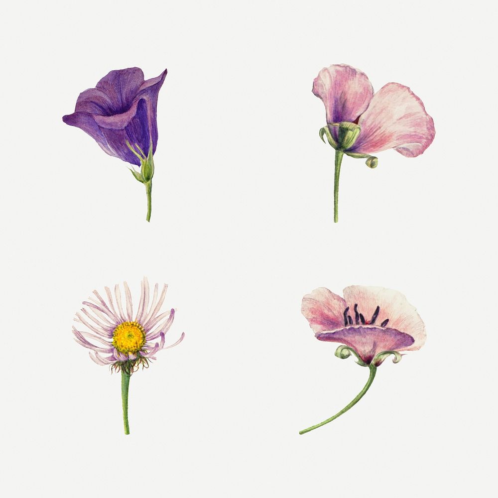 Wild flowers blossom illustration hand drawn set, remixed from the artworks by Mary Vaux Walcott