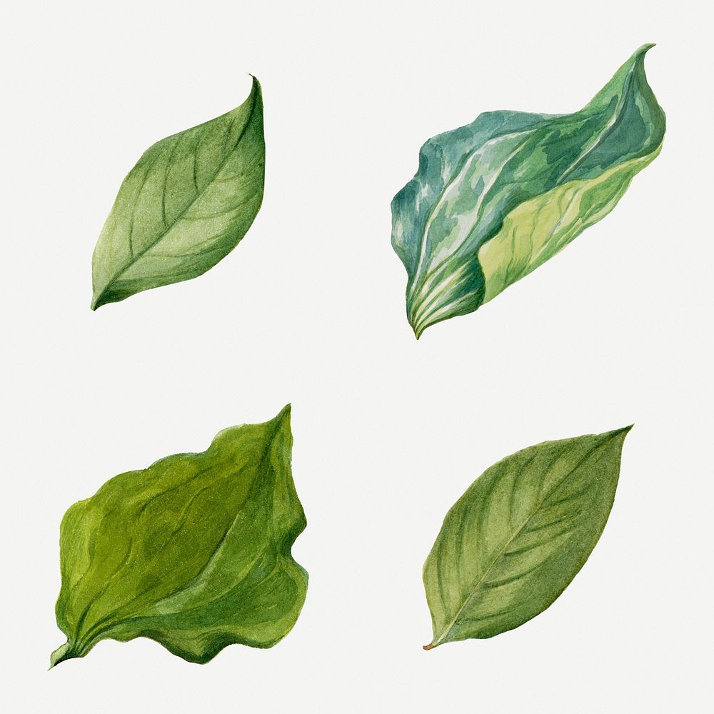 Vintage green leaves illustration botanical drawing set, remixed from the artworks by Mary Vaux Walcott