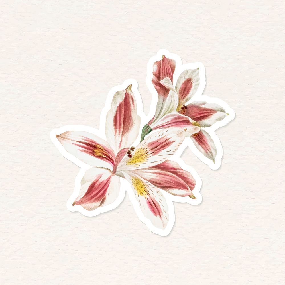 Lily hand drawn vector flower cut out