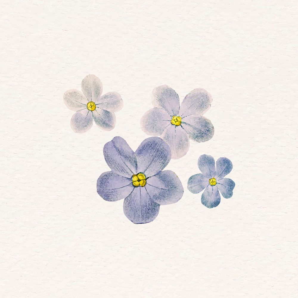 Phlox vector watercolor blue flower sticker