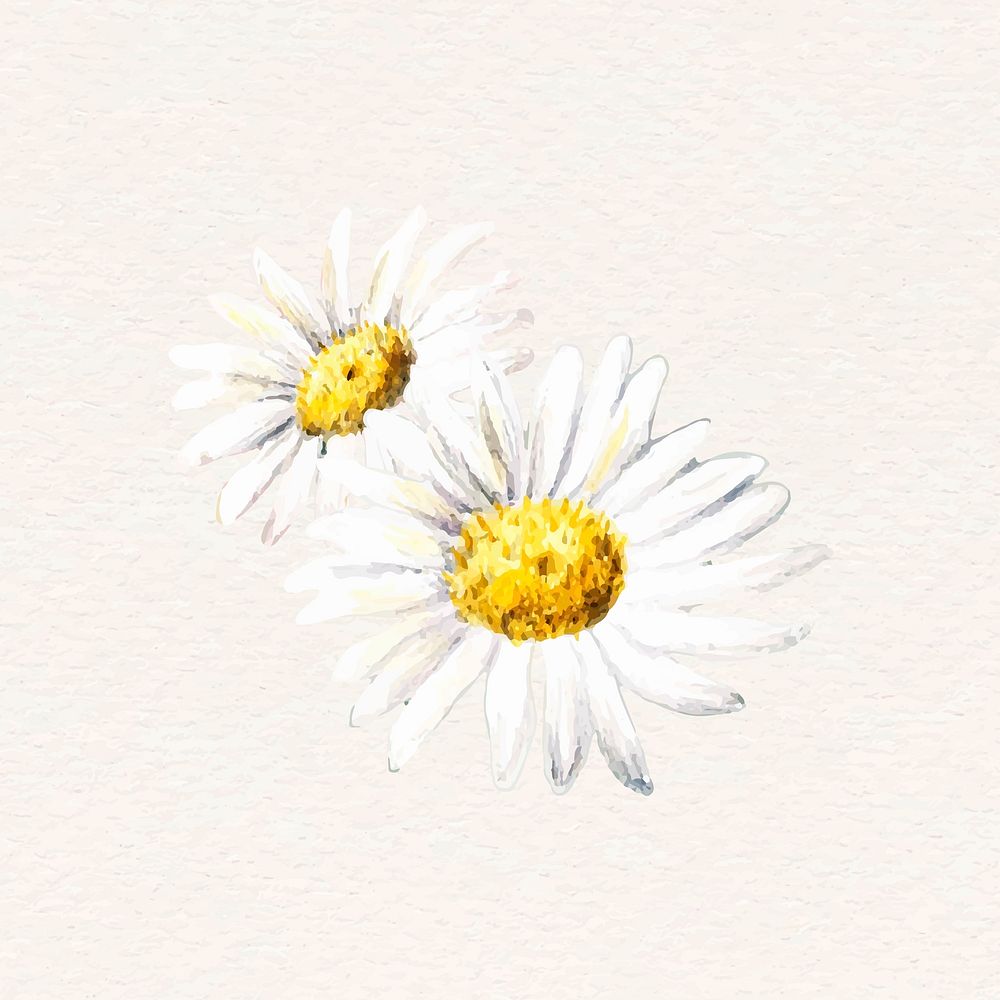 Daisy vector watercolor white flower sticker