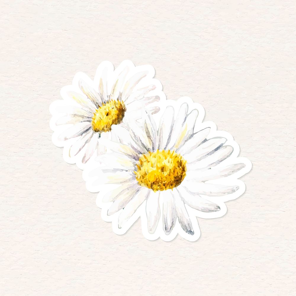 White daisy vector close up