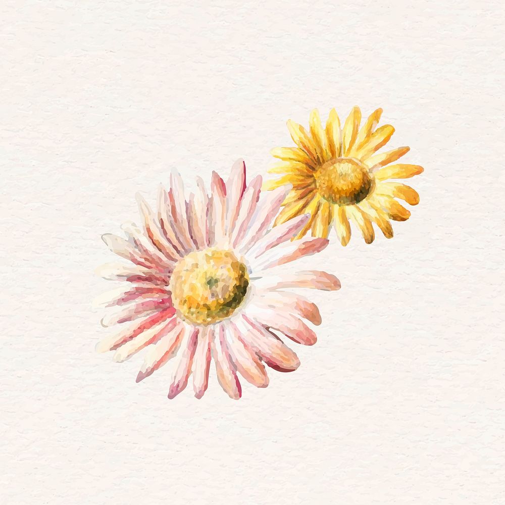 Pink daisy vector flower hand drawn