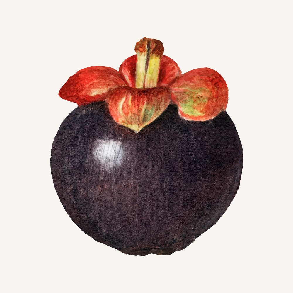 Vintage mangosteen illustration vector. Digitally enhanced illustration from U.S. Department of Agriculture Pomological…