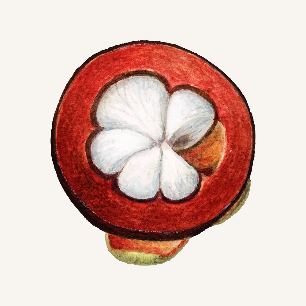 Vintage mangosteen illustration vector. Digitally enhanced illustration from U.S. Department of Agriculture Pomological…