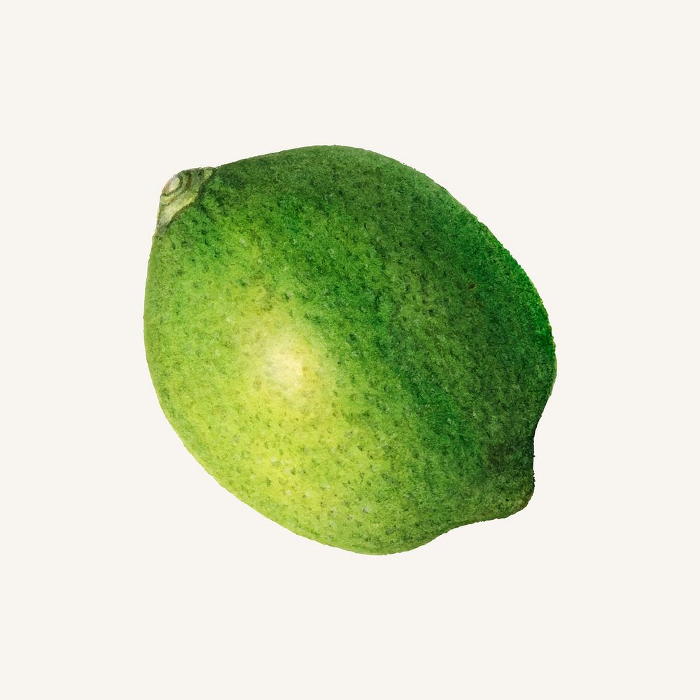 Vintage green lemon illustration vector. Digitally enhanced illustration from U.S. Department of Agriculture Pomological…