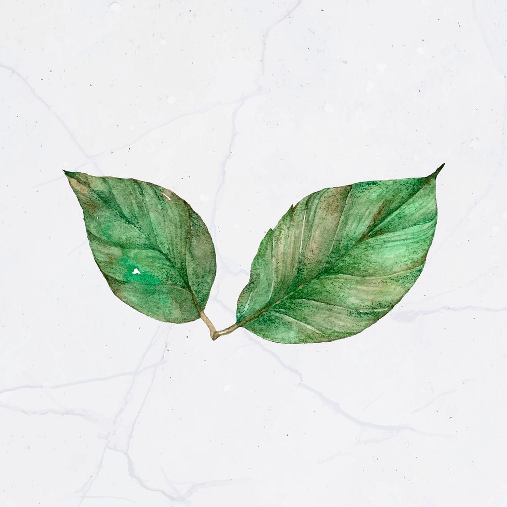 Vector watercolor vintage leaf clipart
