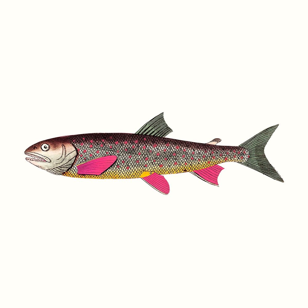 Vintage trout fish illustration, remixed from public domain artworks