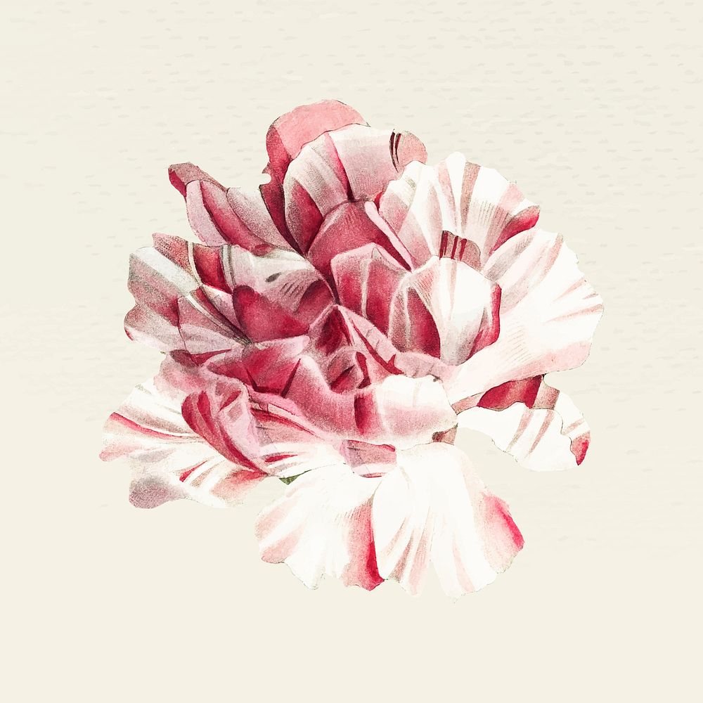 Vintage blooming carnation flower vector illustration, remixed from public domain artworks