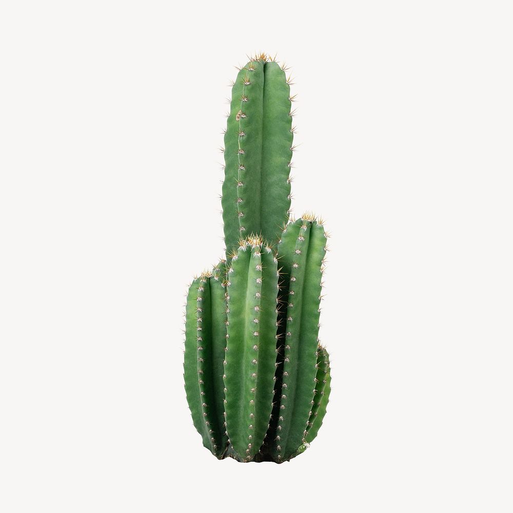 Cereus cactus collage element, botanical design psd