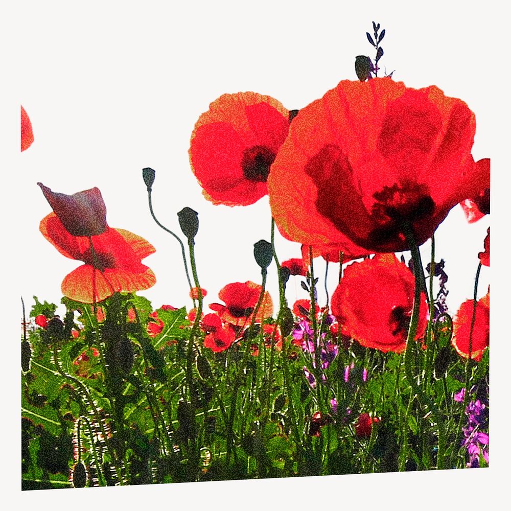 Red poppy border collage element, aesthetic design psd