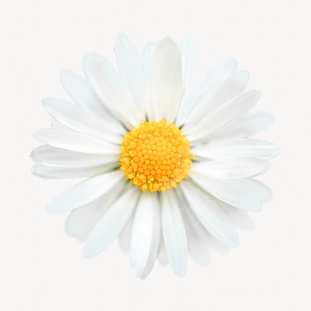  White daisy isolated design 