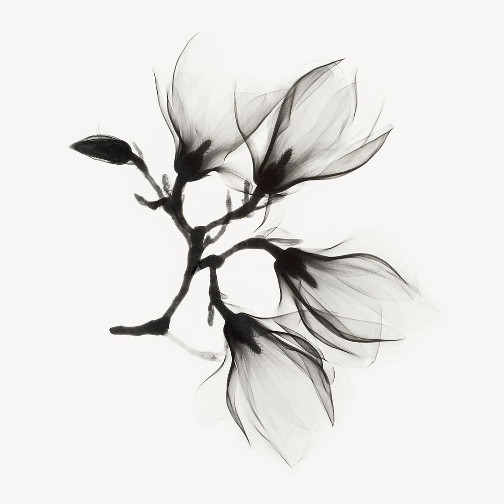 Aesthetic flower collage element, black design psd