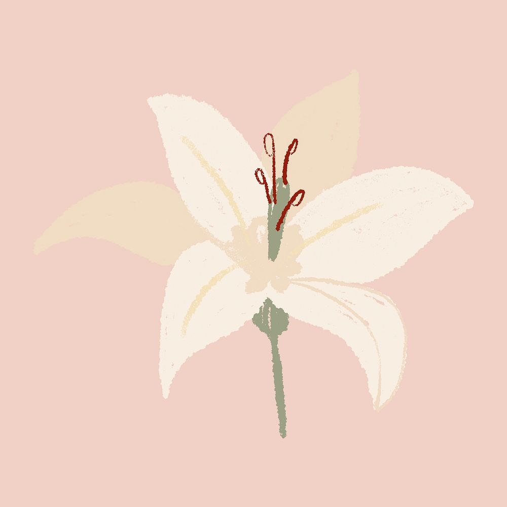 Lily white flower hand drawn illustration