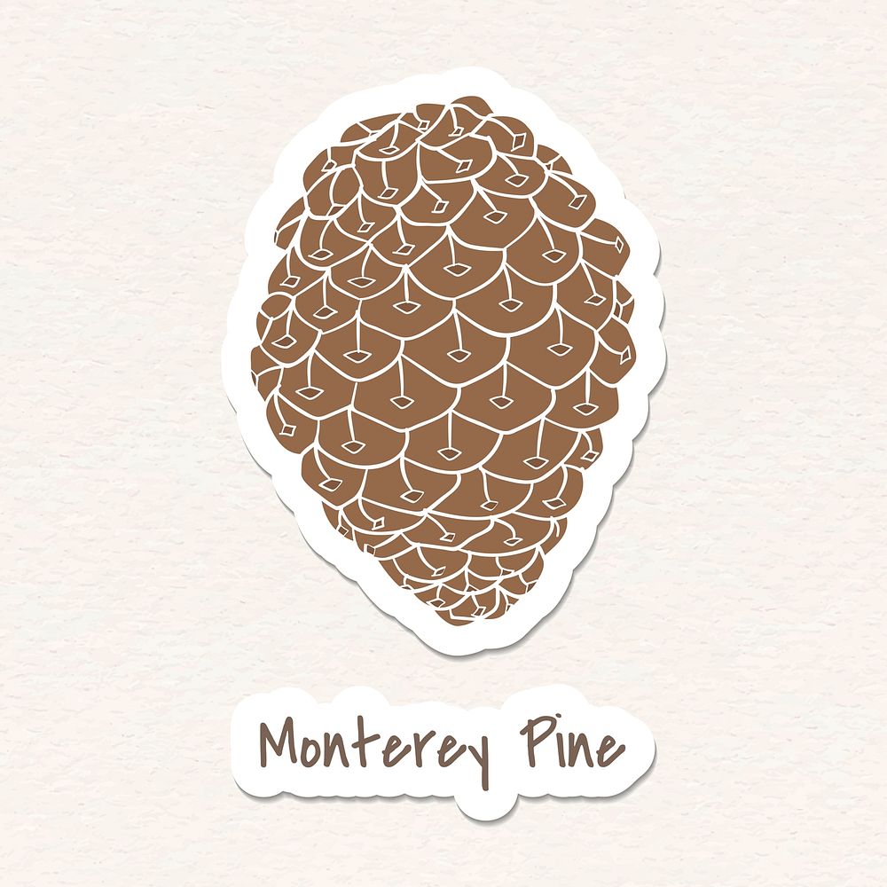 Monterey pine cone sticker with a white border vector