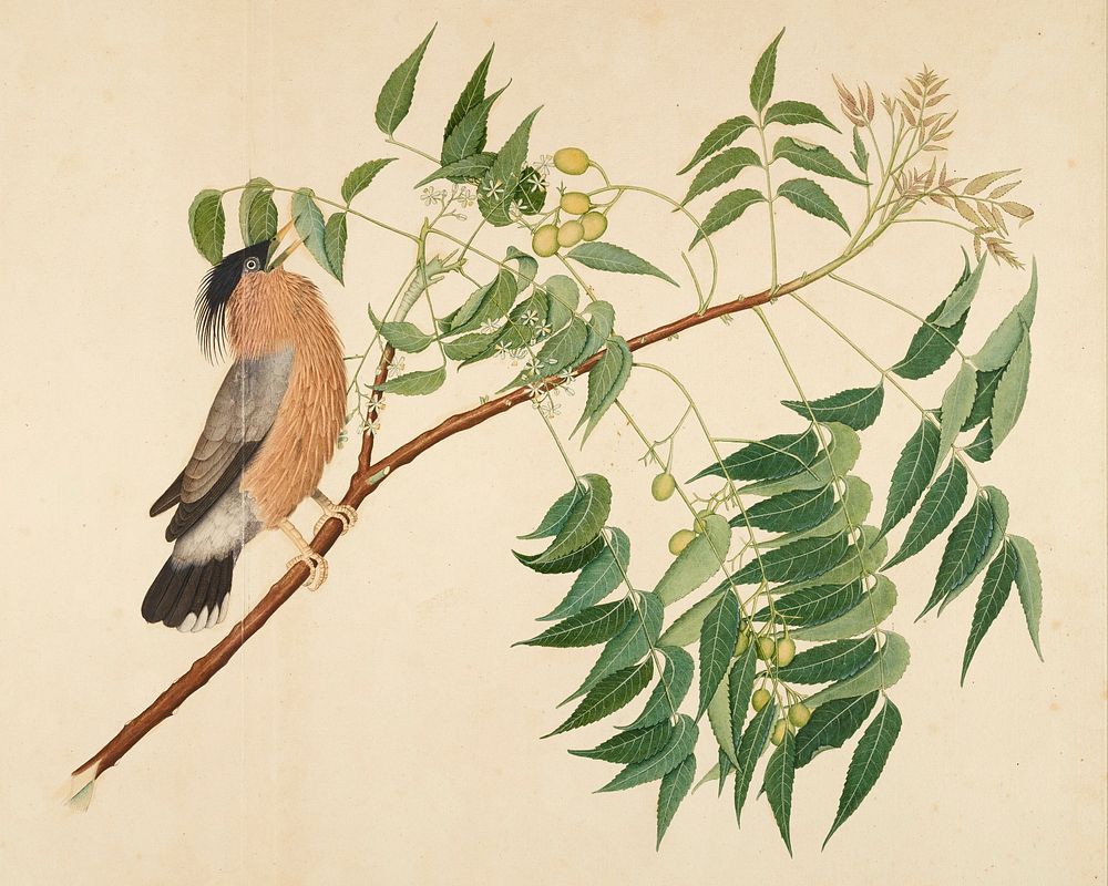 image of a tan, black and grey bird with beak open and feathers ruffled, perched on a branch; wood frame with a gold face.…