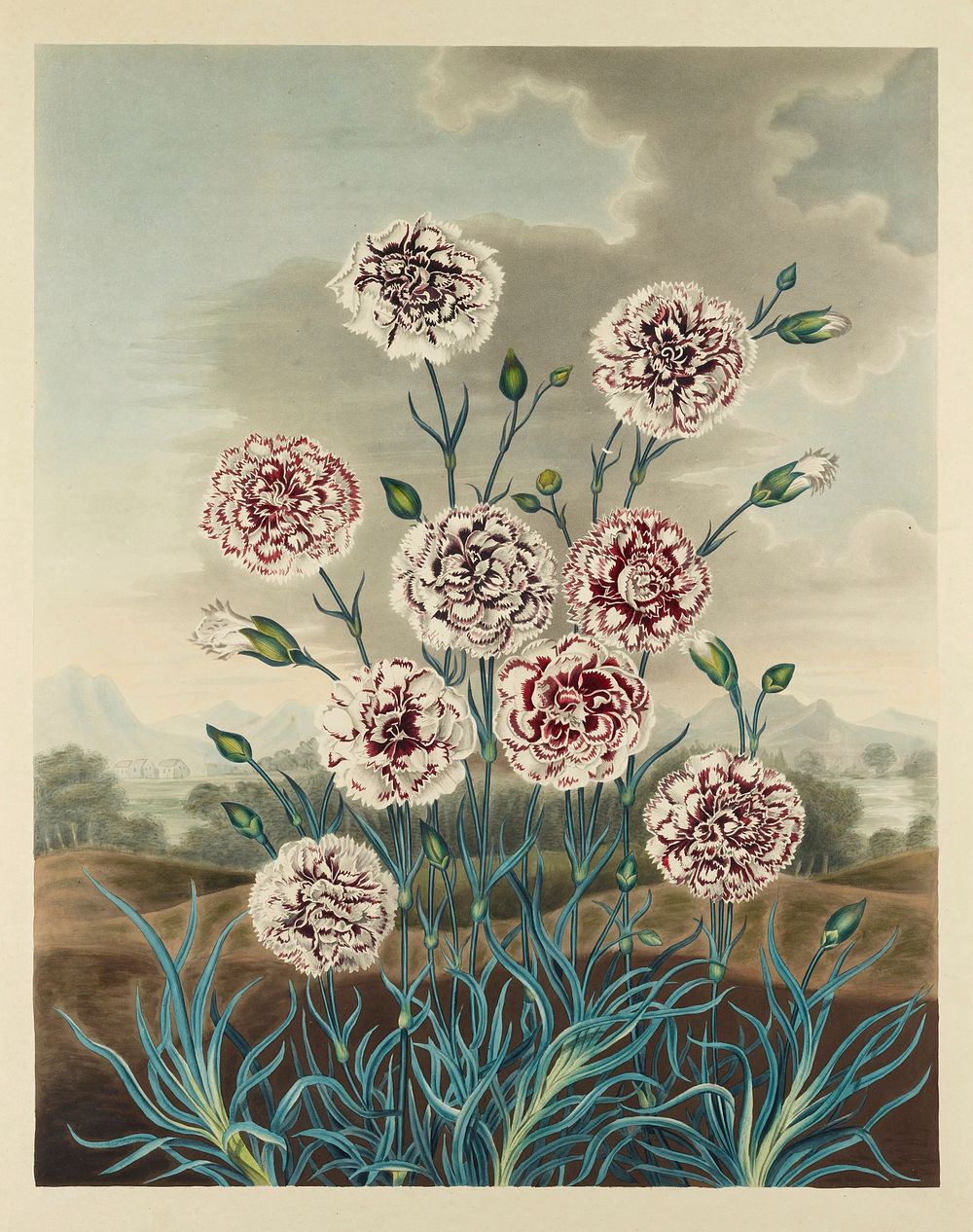 Carnations. Original from the Minneapolis Institute of Art.
