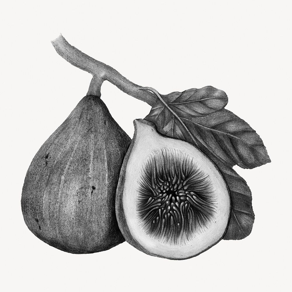 Fig, fruit sketch, isolated food image