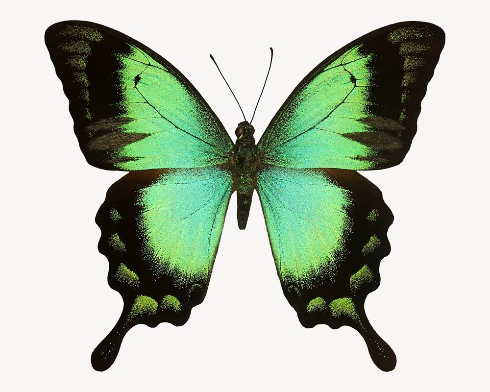 Green butterfly, insect collage element psd
