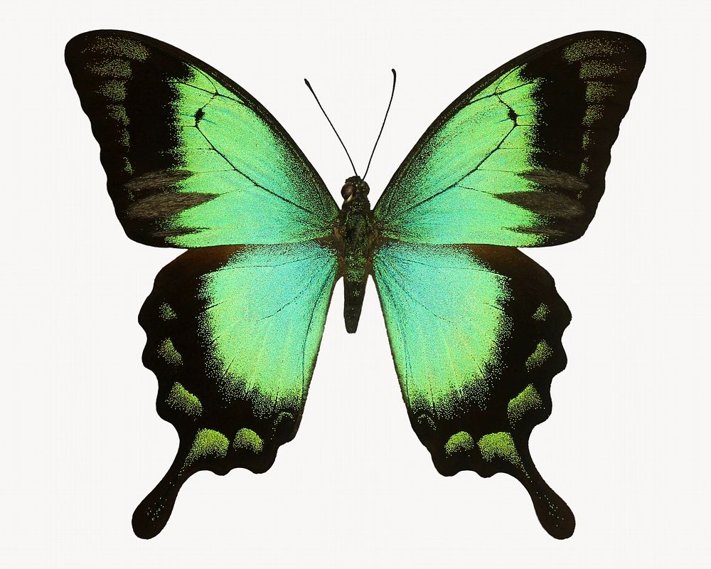 Green butterfly, insect collage element