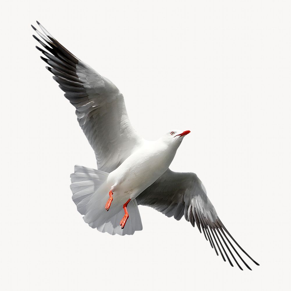 Flying seagull, bird animal isolated image