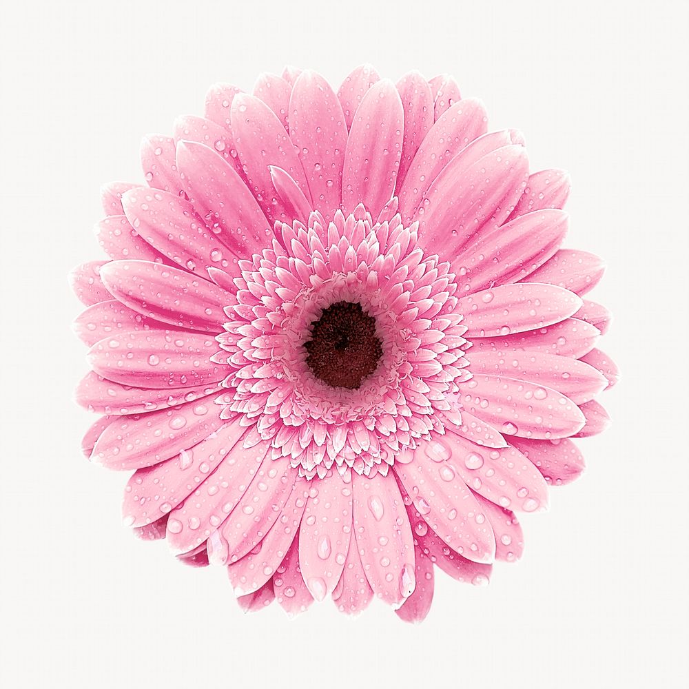 Pink gerbera flower, isolated botanical image