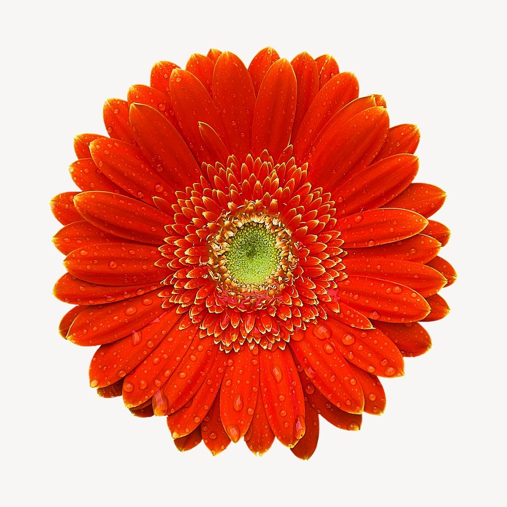 Red gerbera flower, isolated botanical image psd