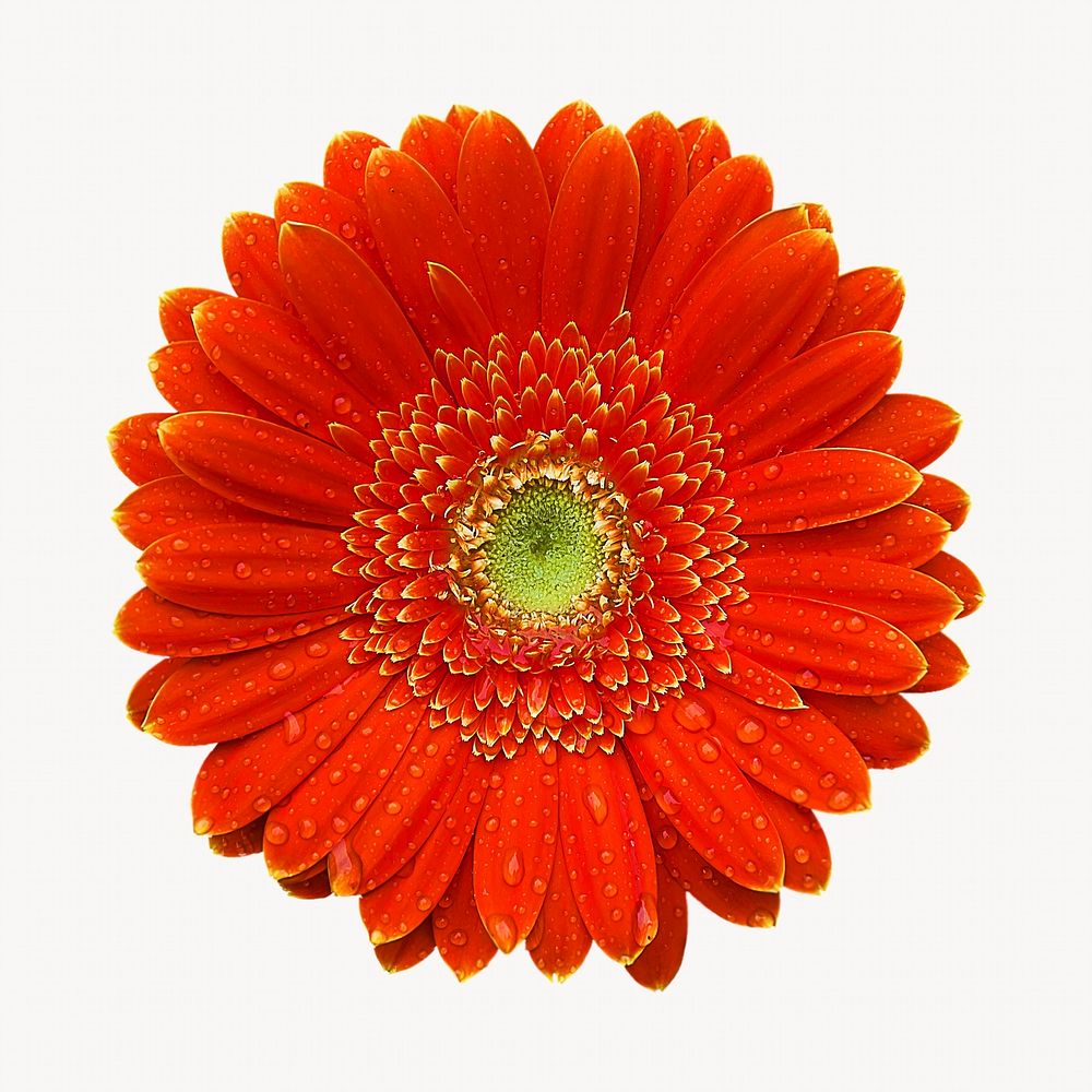 Red gerbera flower, isolated botanical image