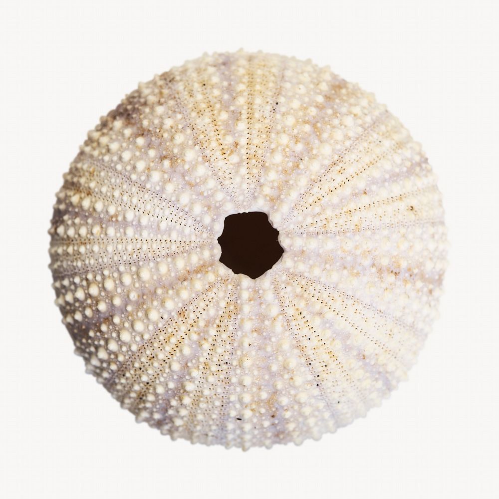 Urchin shell, isolated animal image Free Photo rawpixel