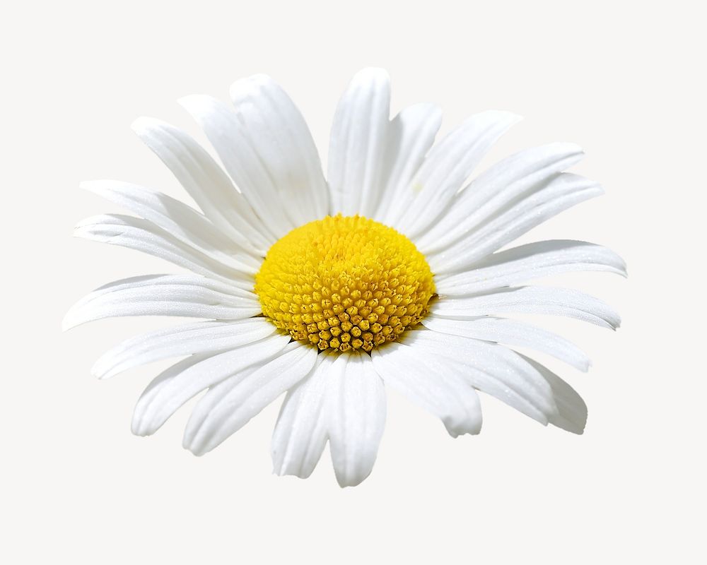 Daisy flower, isolated botanical image psd
