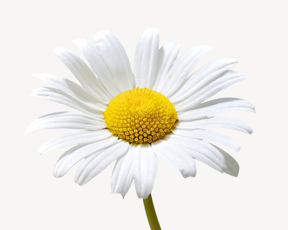 Daisy flower, isolated botanical image
