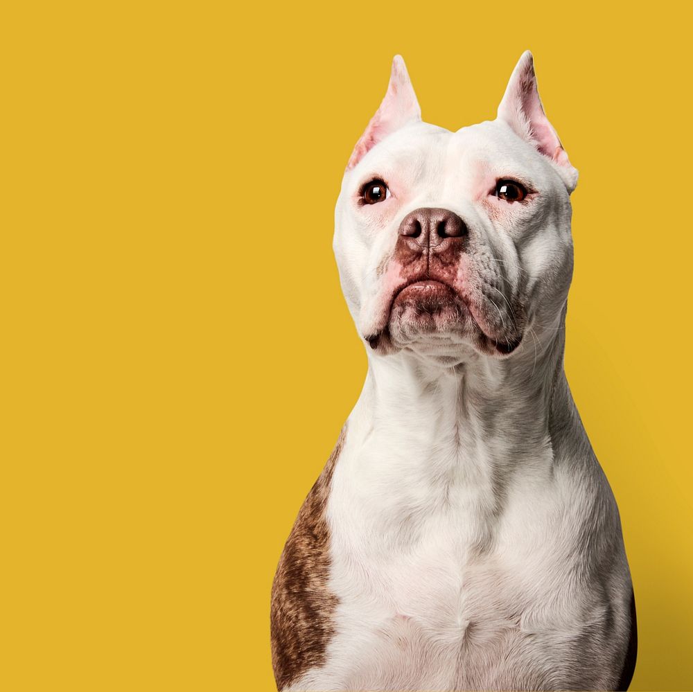 Bulldog portrait photo in yellow background