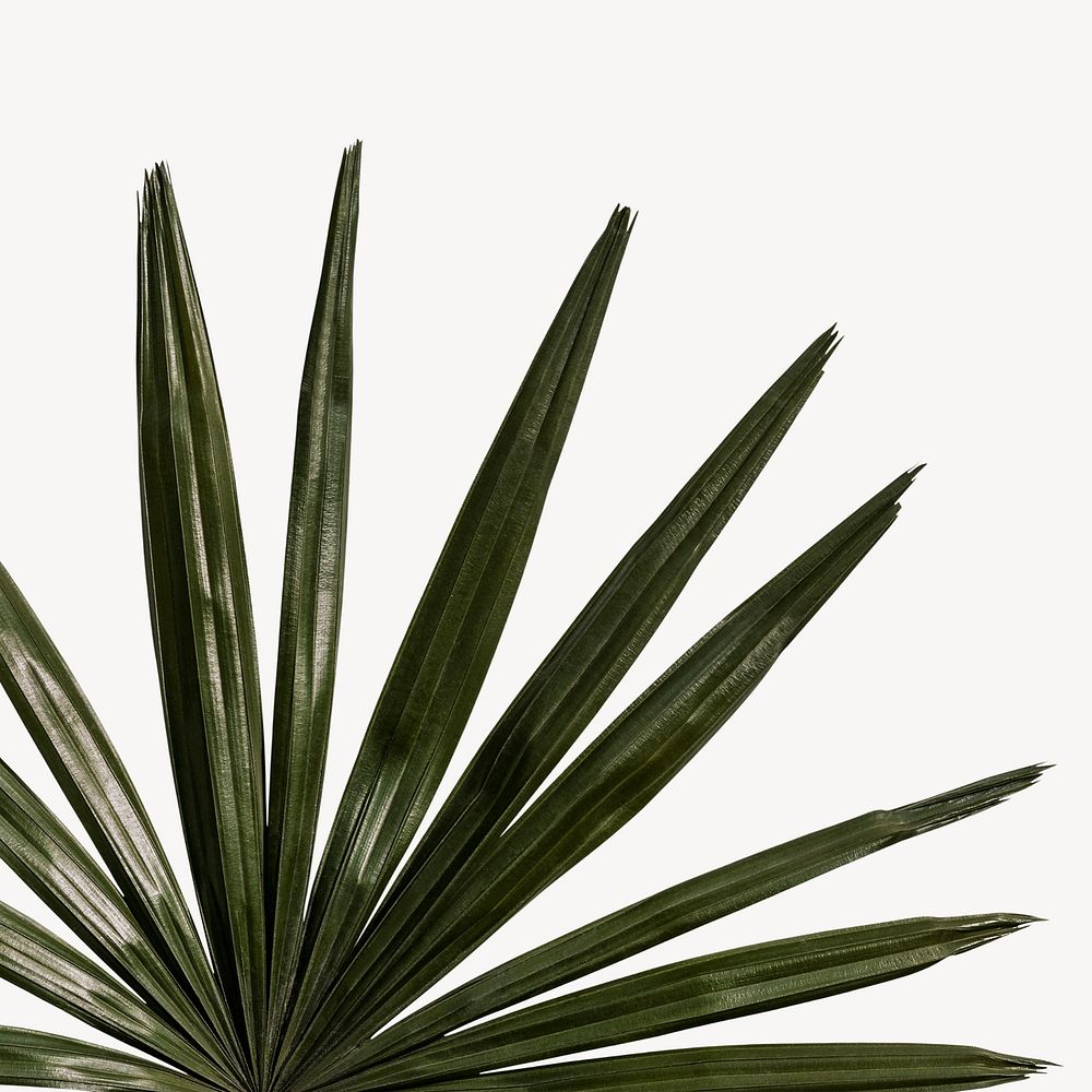 Green palm leaf background psd