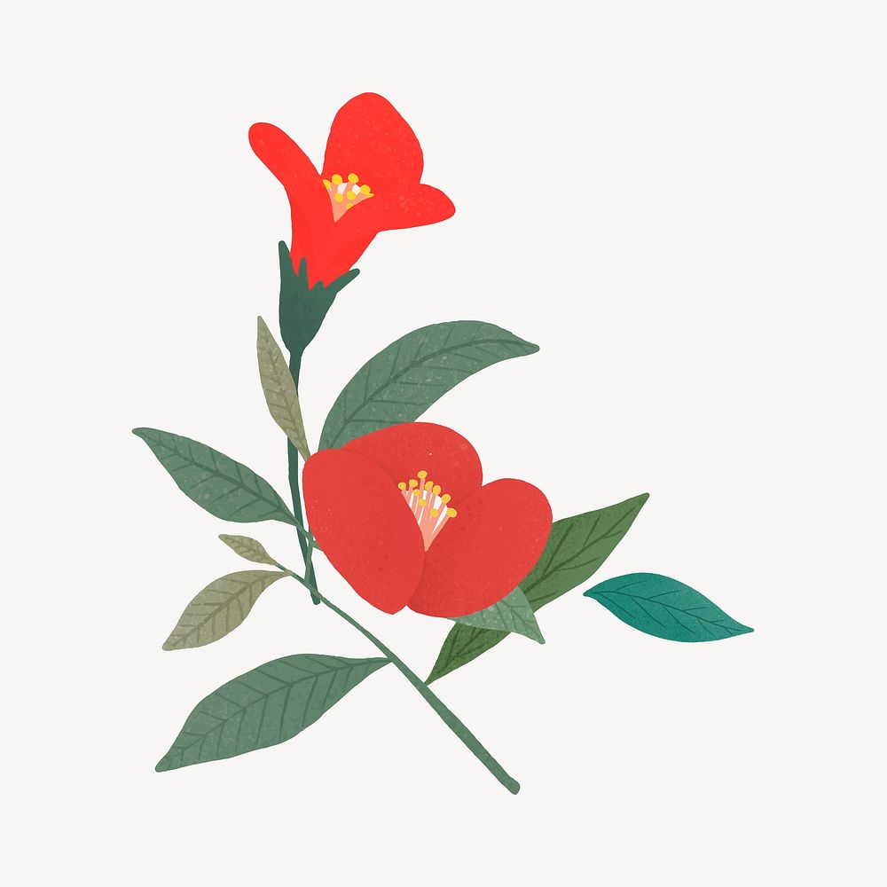 Red poppy collage element, botanical design vector