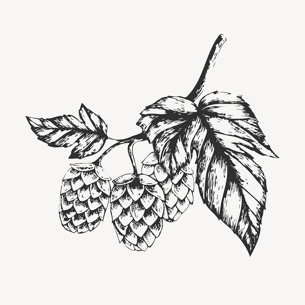 Hand drawn hops, collage element vector
