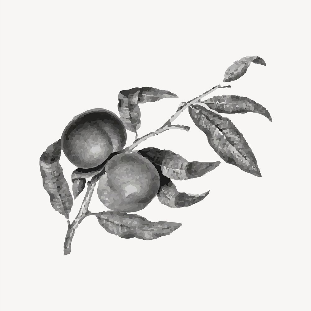 Vintage fruits illustration, black & white collage element vector